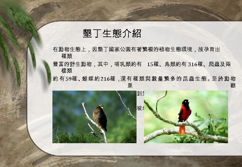 墾丁生態介紹 在動物生態上，因墾丁國家公園有著繁複的植物生態環境，故孕育出 種類 豐富的野生動物，其中，哺乳類約有 15種、鳥類約有 316種、爬蟲及兩 棲類 約 有 59種 、 蝶 約 216種
