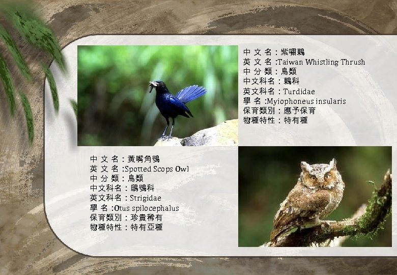 中 文 名：紫嘯鶇 英 文 名： Taiwan Whistling Thrush 中 分 類：鳥類 中文科名：鶇科 英文科名：Turdidae