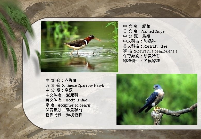 中 文 名：彩鷸 英 文 名： Painted Snipe 中 分 類：鳥類 中文科名：彩鷸科 英文科名：Rostratulidae 學
