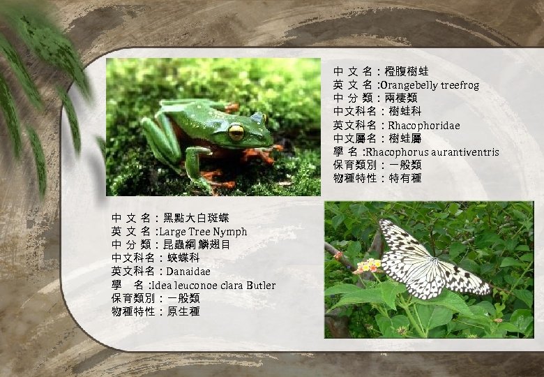 中 文 名：橙腹樹蛙 英 文 名： Orangebelly treefrog 中 分 類：兩棲類 中文科名：樹蛙科 英文科名：Rhacophoridae 中文屬名：樹蛙屬