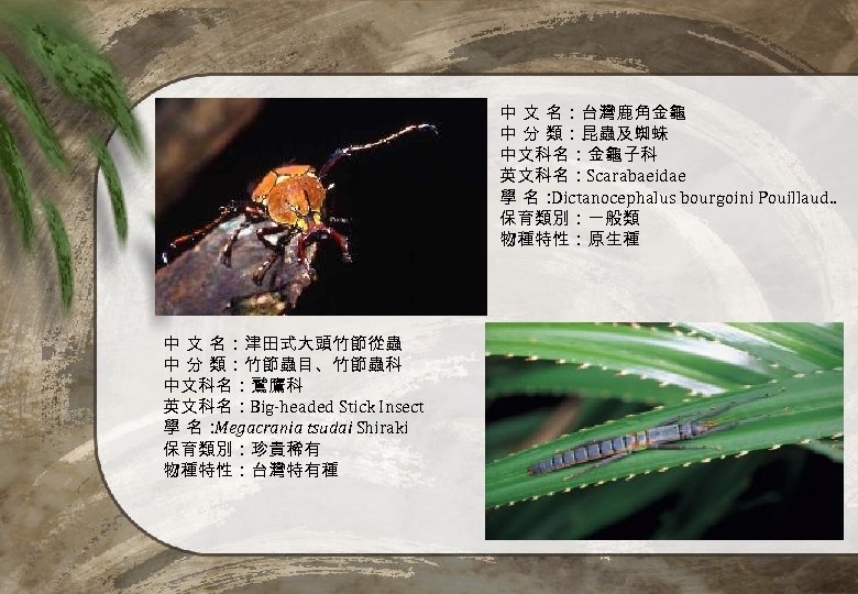 中 文 名：台灣鹿角金龜 中 分 類：昆蟲及蜘蛛 中文科名：金龜子科 英文科名：Scarabaeidae 學 名： Dictanocephalus bourgoini Pouillaud. .