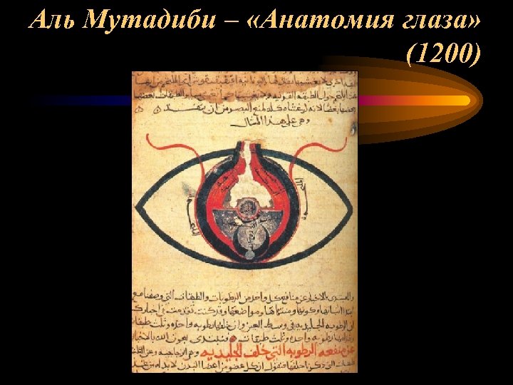Аль Мутадиби – «Анатомия глаза» (1200) 