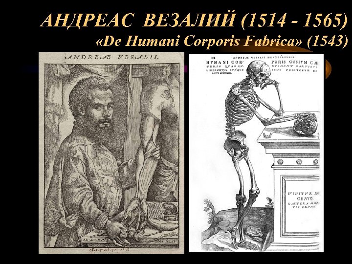АНДРЕАС ВЕЗАЛИЙ (1514 - 1565) «De Humani Corporis Fabrica» (1543) 