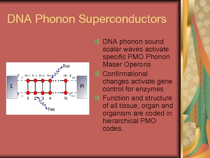 DNA Phonon Superconductors DNA phonon sound scalar waves activate specific PMO Phonon Maser Operons