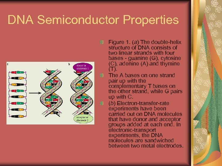 DNA Semiconductor Properties Figure 1. (a) The double helix structure of DNA consists of