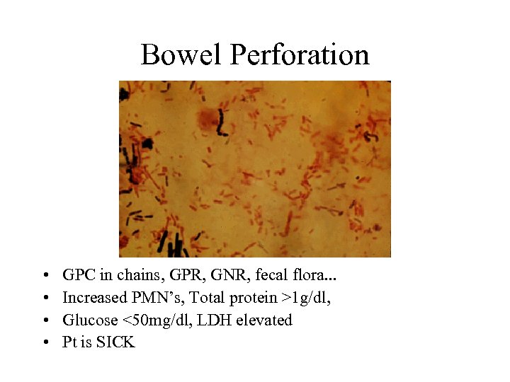 Bowel Perforation • • GPC in chains, GPR, GNR, fecal flora. . . Increased