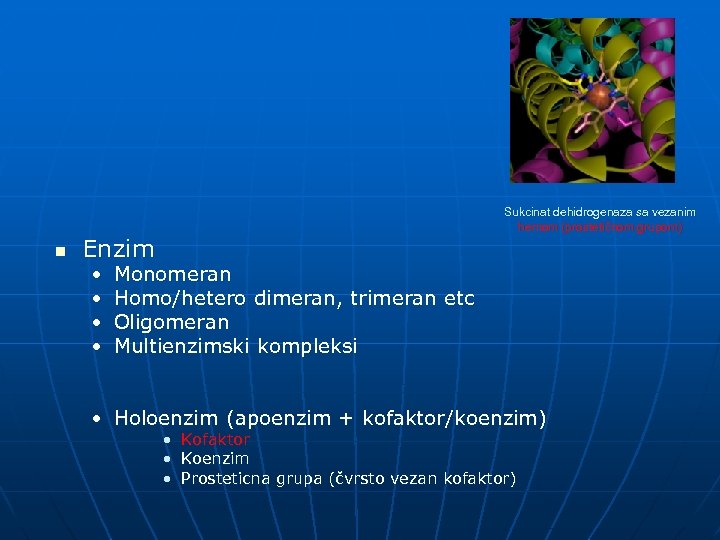 n Sukcinat dehidrogenaza sa vezanim hemom (prostetičnom grupom) Enzim • • Monomeran Homo/hetero dimeran,