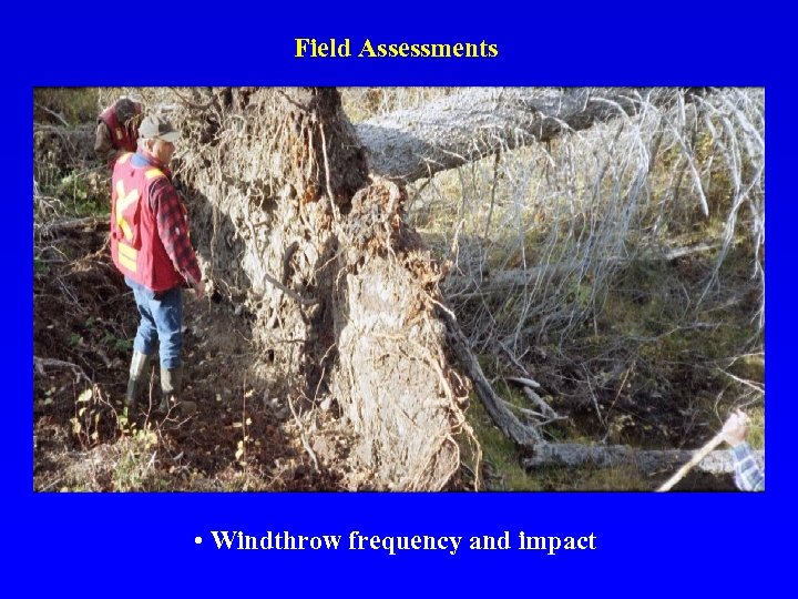Field Assessments • Windthrow frequency and impact 
