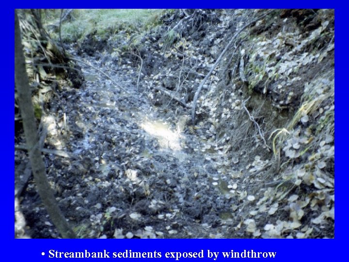  • Streambank sediments exposed by windthrow 