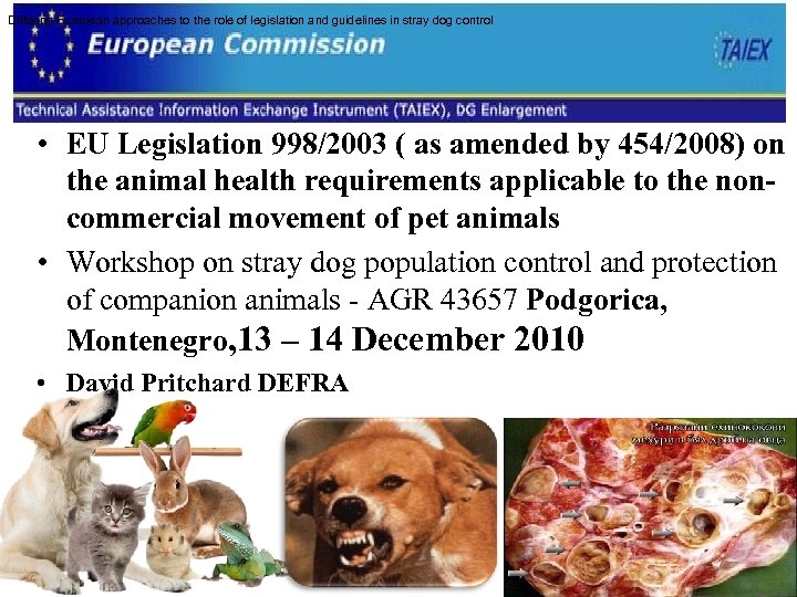 Differing European approaches to the role of legislation and guidelines in stray dog control