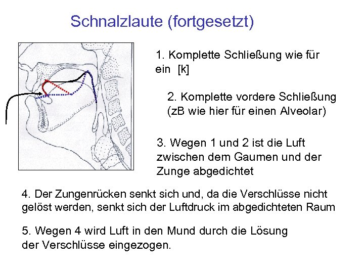 Schnalzlaute (fortgesetzt) 1. Komplette Schließung wie für ein [k] 2. Komplette vordere Schließung (z.