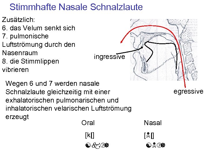 Stimmhafte Nasale Schnalzlaute Zusätzlich: 6. das Velum senkt sich 7. pulmonische Luftströmung durch den