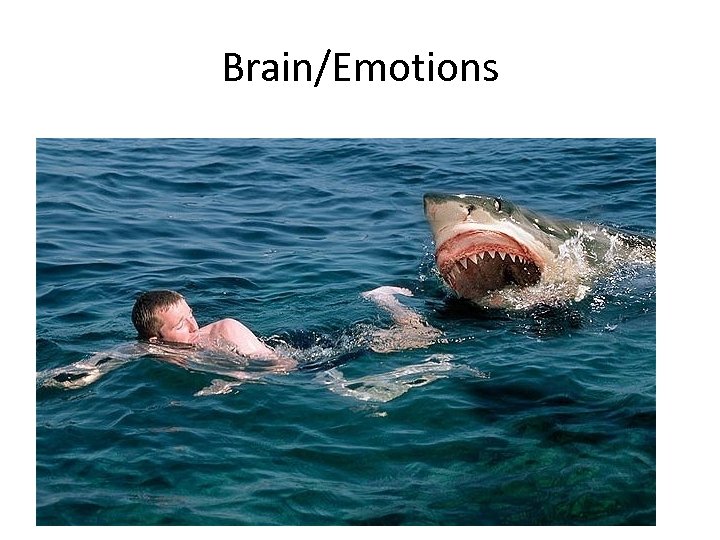 Brain/Emotions 