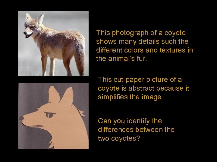 This photograph of a coyote shows many details such the different colors and textures