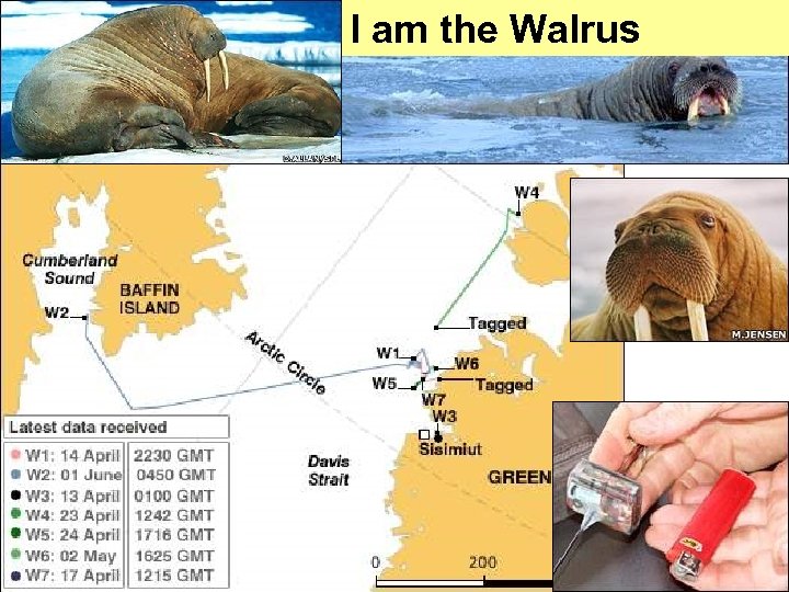 I am the Walrus 