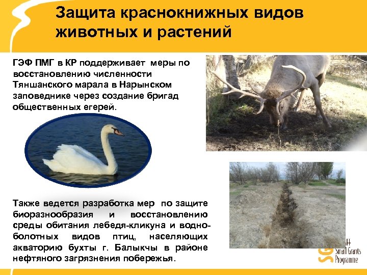 Защита краснокнижных видов животных и растений ГЭФ ПМГ в КР поддерживает меры по восстановлению