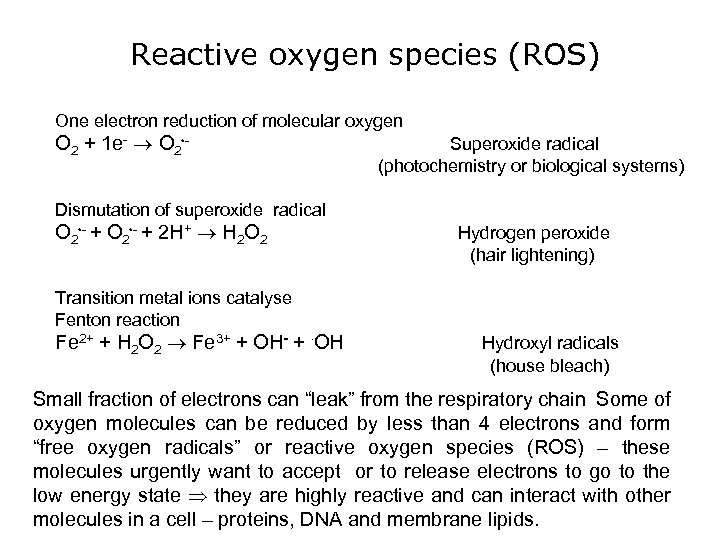 Reactive oxygen species (ROS) One electron reduction of molecular oxygen O 2 + 1