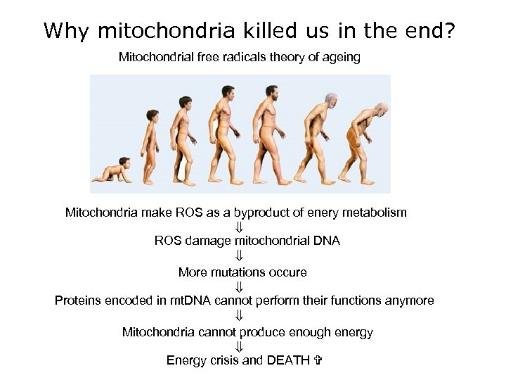 Why mitochondria killed us in the end? Mitochondrial free radicals theory of ageing Mitochondria