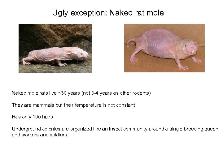 Ugly exception: Naked rat mole Naked mole rats live ~30 years (not 3 -4