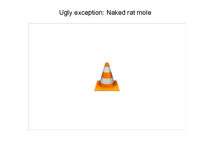 Ugly exception: Naked rat mole 