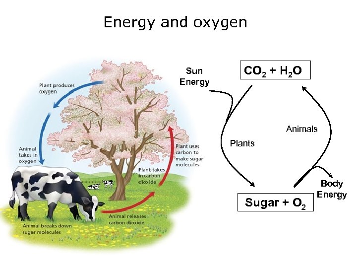 Energy and oxygen Sun Energy CO 2 + H 2 O Animals Plants Sugar