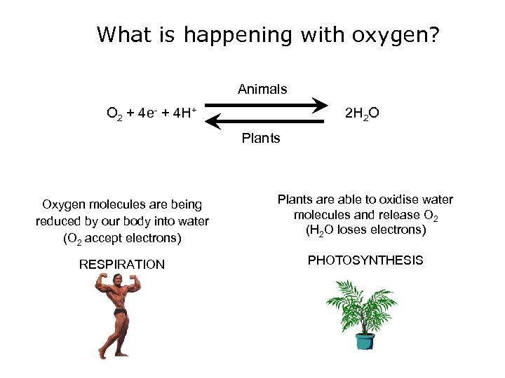 What is happening with oxygen? Animals O 2 + 4 e- + 4 H+