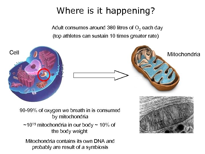 Where is it happening? Adult consumes around 380 litres of O 2 each day