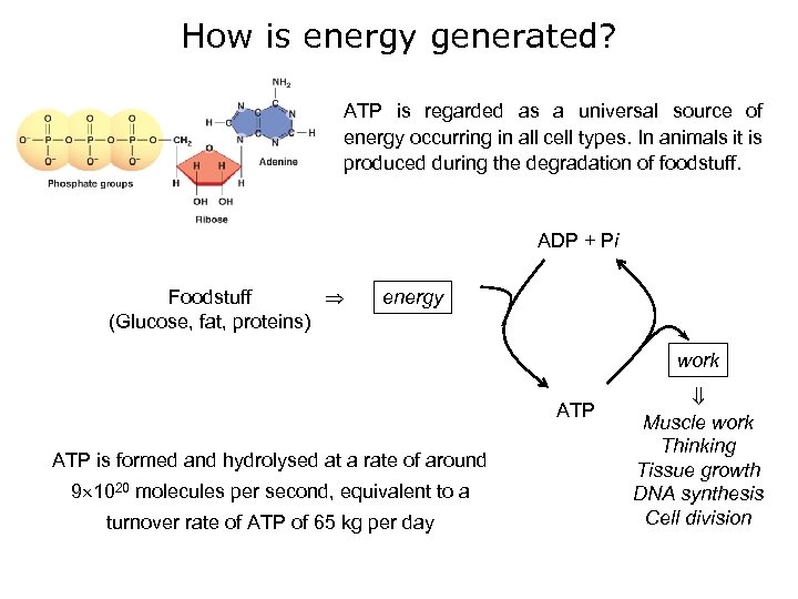 How is energy generated? ATP is regarded as a universal source of energy occurring