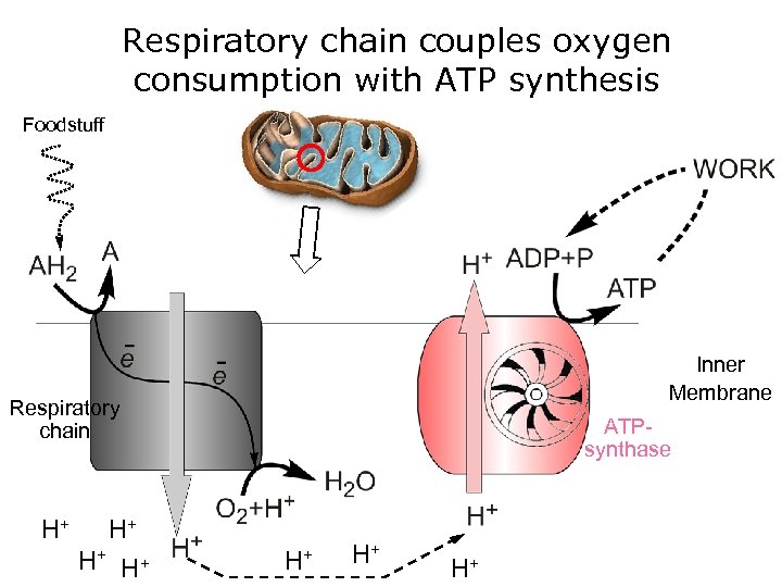 Respiratory chain couples oxygen consumption with ATP synthesis Foodstuff H+ Inner Membrane Respiratory chain