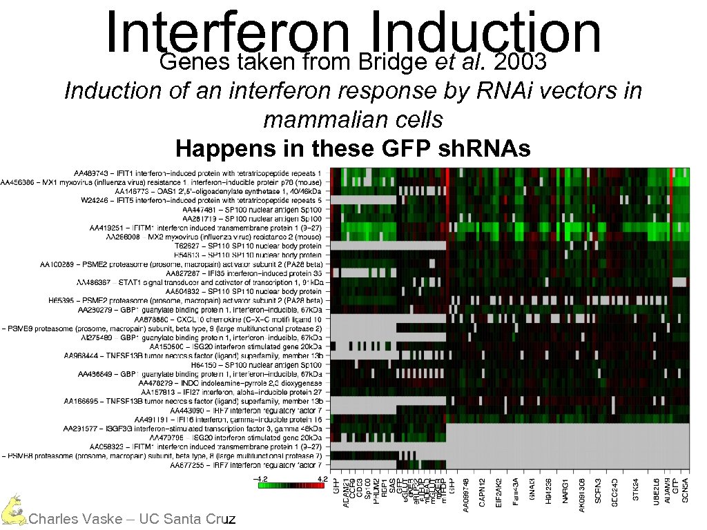 Interferon Bridge et al. 2003 Induction Genes taken from Induction of an interferon response