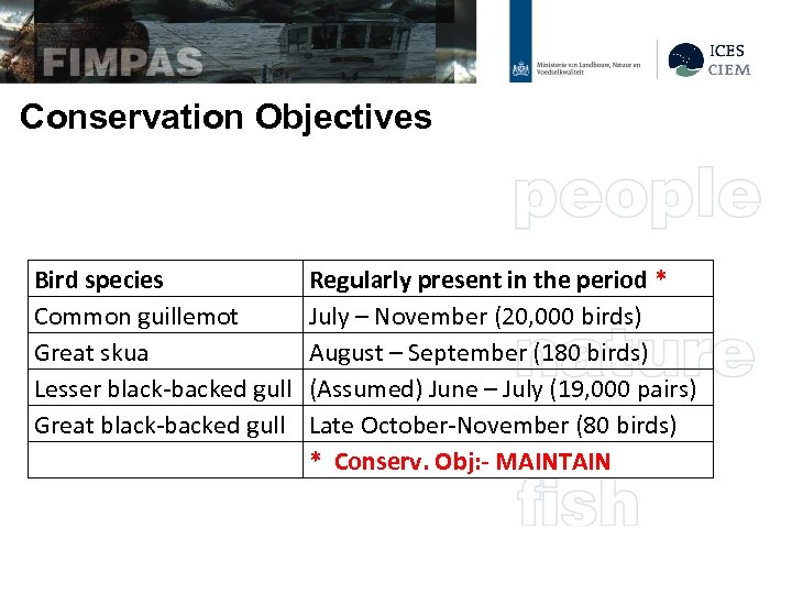 Conservation Objectives Bird species Common guillemot Great skua Lesser black-backed gull Great black-backed gull