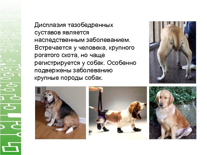 Дисплазия тазобедренных суставов является наследственным заболеванием. Встречается у человека, крупного рогатого скота, но чаще