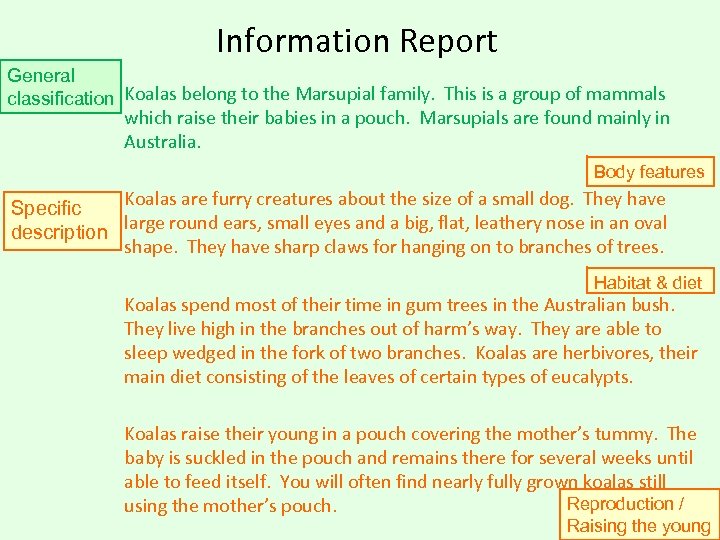 Information Report General classification Koalas belong to the Marsupial family. This is a group