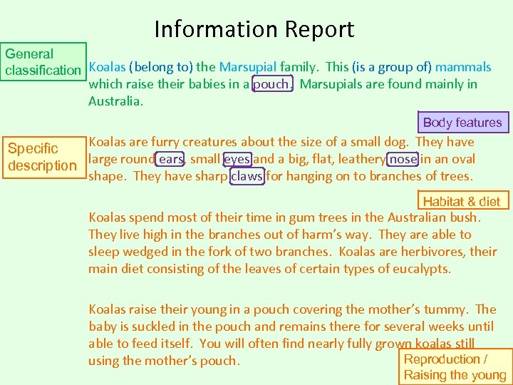 Information Report General classification Koalas (belong to) the Marsupial family. This (is a group