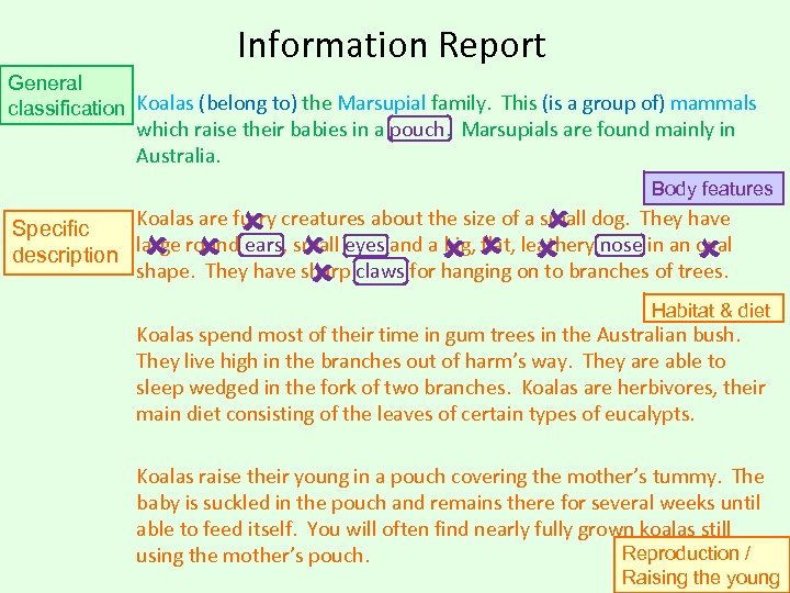 Information Report General classification Koalas (belong to) the Marsupial family. This (is a group