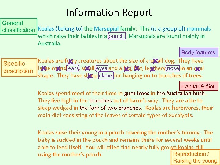 Information Report General classification Koalas (belong to) the Marsupial family. This (is a group