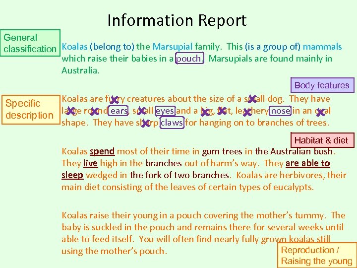 Information Report General classification Koalas (belong to) the Marsupial family. This (is a group