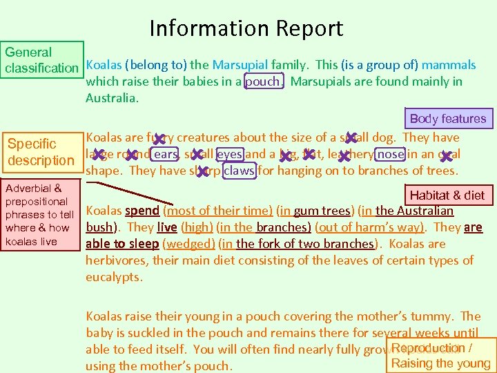 Information Report General classification Koalas (belong to) the Marsupial family. This (is a group