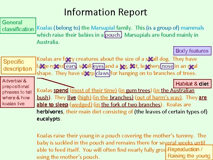 Information Report General classification Koalas (belong to) the Marsupial family. This (is a group