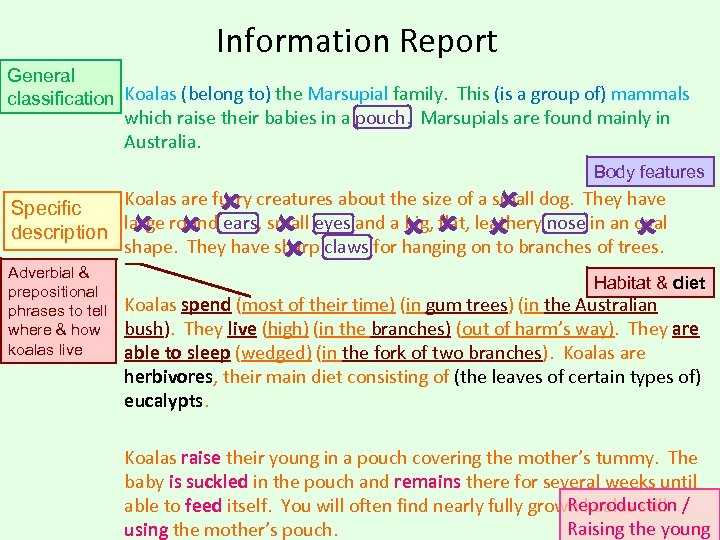 Information Report General classification Koalas (belong to) the Marsupial family. This (is a group