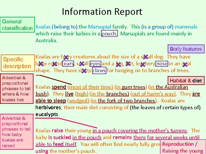 Information Report General classification Koalas (belong to) the Marsupial family. This (is a group