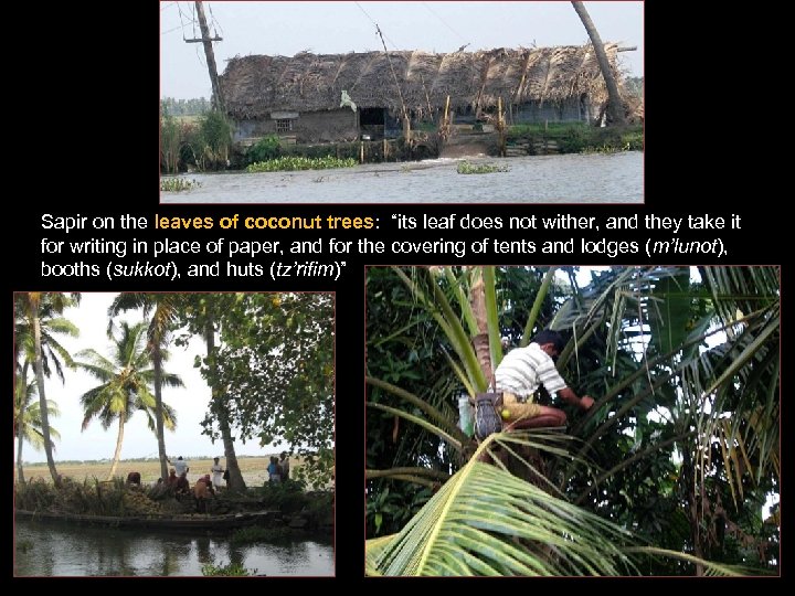 Sapir on the leaves of coconut trees: “its leaf does not wither, and they