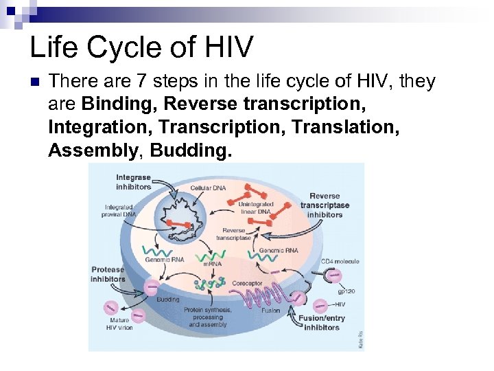 Life Cycle of HIV n There are 7 steps in the life cycle of