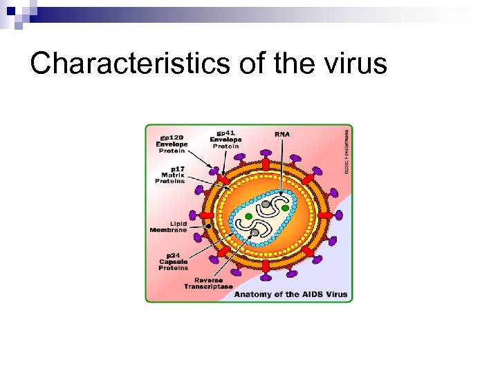 Characteristics of the virus 