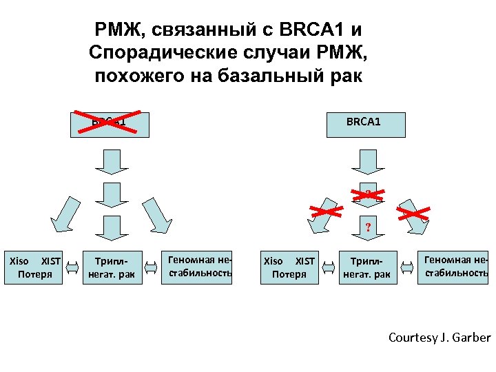 РМЖ, связанный с BRCA 1 и Спорадические случаи РМЖ, похожего на базальный рак Basal-like