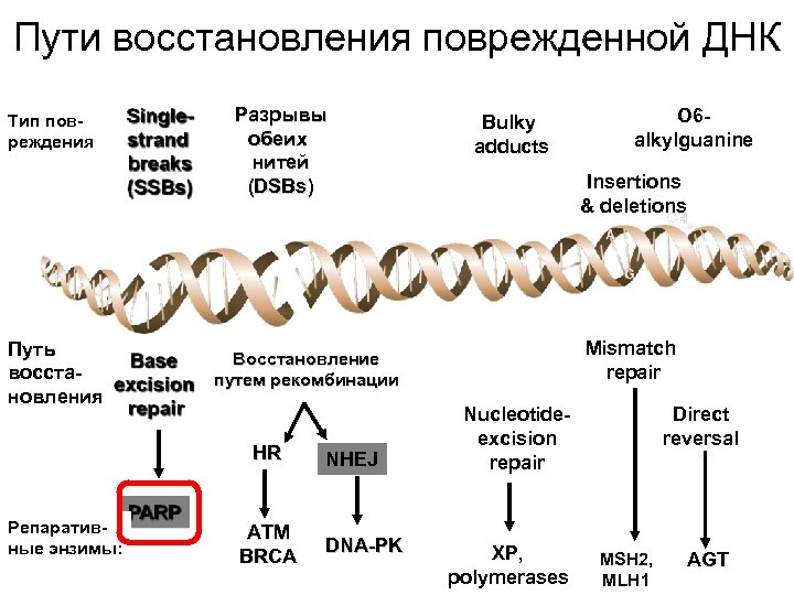 Пути восстановления поврежденной ДНК Тип повреждения Путь восстановления Разрывы обеих нитей (DSBs) ATM BRCA