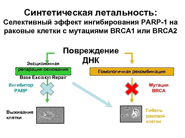 Синтетическая летальность: Селективный эффект ингибирования PARP-1 на раковые клетки с мутациями BRCA 1 или