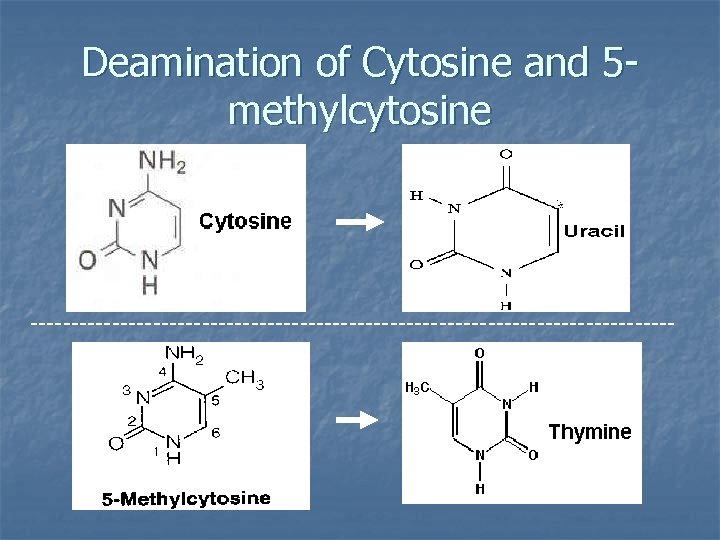 Deamination of Cytosine and 5 methylcytosine ---------------------------------------- 