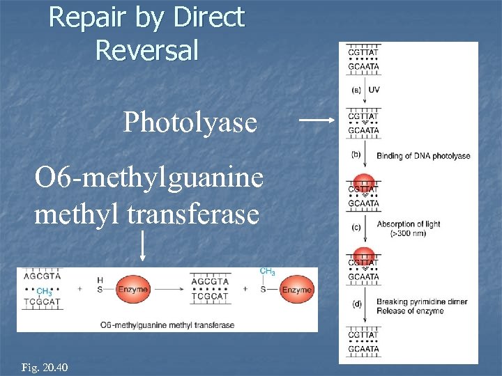 Repair by Direct Reversal Photolyase O 6 -methylguanine methyl transferase Fig. 20. 39 Fig.