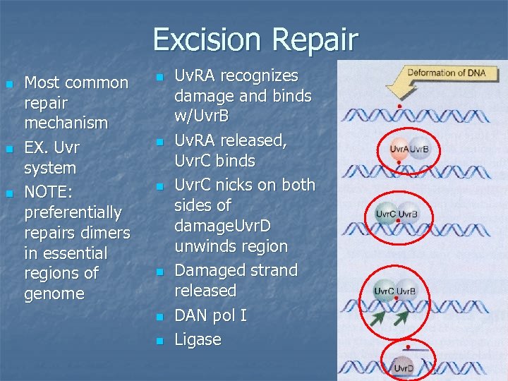 Excision Repair n n n Most common repair mechanism EX. Uvr system NOTE: preferentially